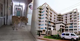 শেরপুর সদর হাসপাতালে গরুর অবাধ বিচরণ, সোশ্যাল মিডিয়ায় সমালোচনা